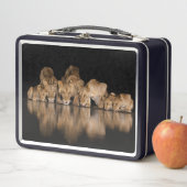 Löwenrudel trinkt nachts am Wasserloch Metall Brotdose (Beispiel)