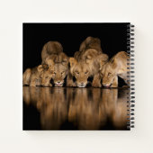 Löwenrudel trinkt nachts am Wasserloch Notizblock (Rückseite)