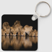 Löwenrudel trinkt nachts am Wasserloch Schlüsselanhänger (Rückseite)