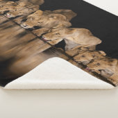 Löwenrudel trinkt nachts am Wasserloch Sherpadecke (3/4)