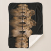 Löwenrudel trinkt nachts am Wasserloch Sherpadecke (Vorderseite)