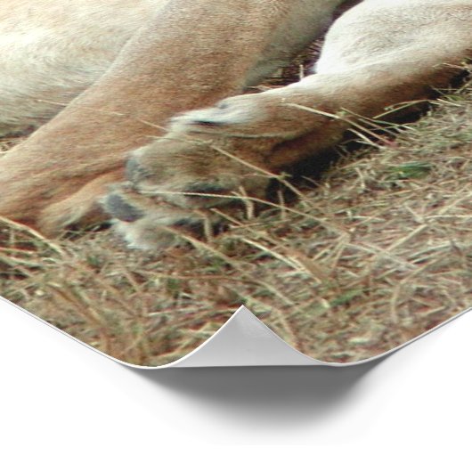 Löwenschlafposter Poster (Ecke)