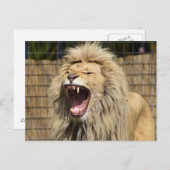 Löwenschwanz Postkarte (Vorne/Hinten)