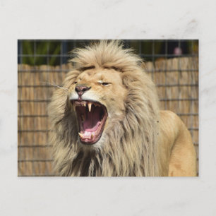 Löwenschwanz Postkarte