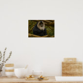 Löwenschwanzmakaque im Schutzgebiet der Wälder Poster (Küche)