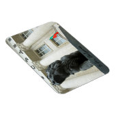 Löwenstatue, Sofia, Bulgarien Magnet (Rechte Seite)