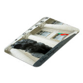 Löwenstatue, Sofia, Bulgarien Magnet (Linke Seite)