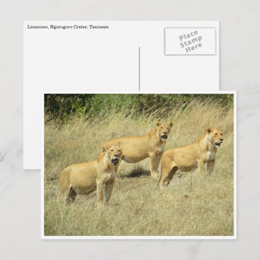 Löwentrio Postkarte (Vorne/Hinten)