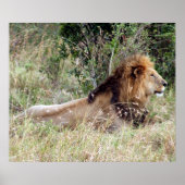 Löwenwarnung Poster (Vorne)