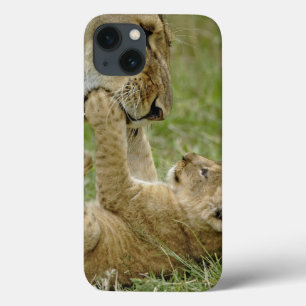 Löwenwürfel, der mit Löwe spielt, Masai Mara Case-Mate iPhone Hülle