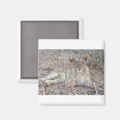 Löwenwürfel mit einem süßen, unschuldigen Blick. Magnet (Vorderseite/Rückseite)