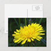Löwenzahn2 Postkarte (Vorne/Hinten)