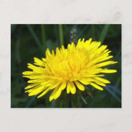 Löwenzahn2 Postkarte (Vorderseite)