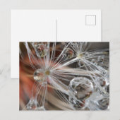 Löwenzahn Abstrakt Postkarte (Vorne/Hinten)