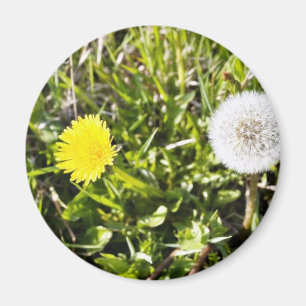 Löwenzahn auf der Wiese Magnet