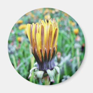 Löwenzahn-Blume fast in der Blüte Magnet