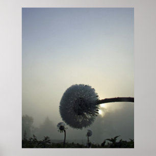 Löwenzahn-Dämmerung Poster