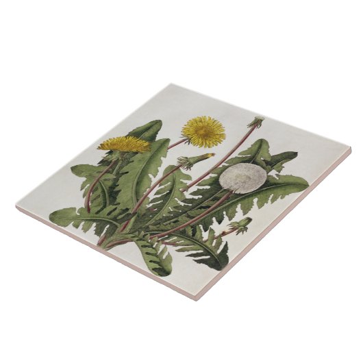 Löwenzahn (Farbstich) Fliese (Seite)