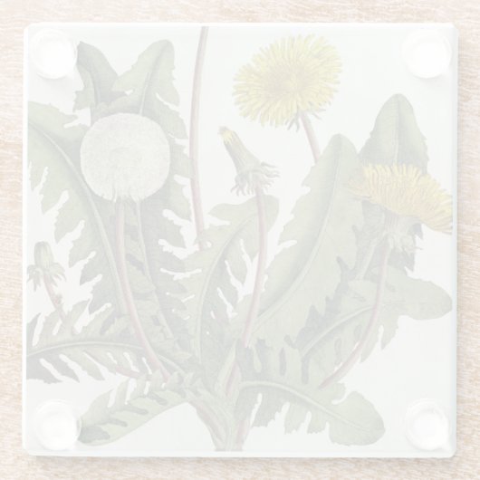 Löwenzahn (Farbstich) Glasuntersetzer (Rückseite)