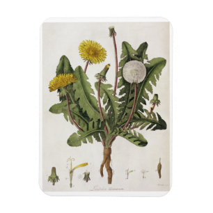 Löwenzahn (Farbstich) Magnet