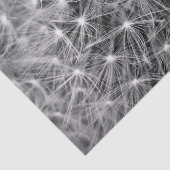 Löwenzahn-Flaum-Makro Seidenpapier (Ausschnitt)