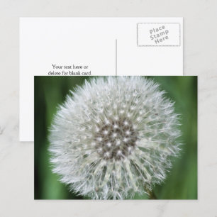 Löwenzahn Flausch Blumenfotografie Personalisiert Postkarte