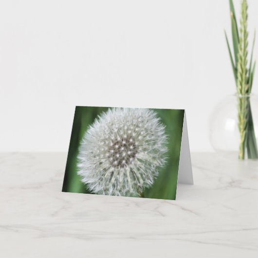 Löwenzahn-Flusen-Blumenfotografie (Vorderseite)