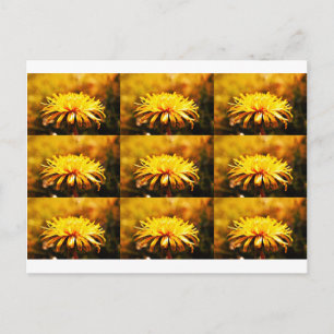 Löwenzahn Gelbe Blüten Blumen Reben Frühling Postkarte