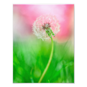 Löwenzahn im Frühjahr Fotodruck