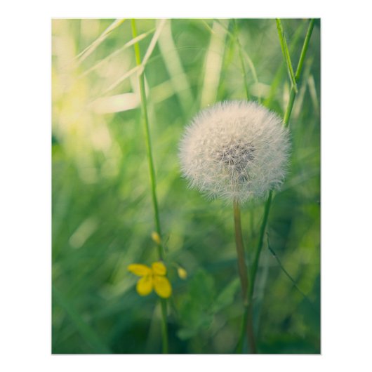Löwenzahn im Grün mit weichem Sommerlicht Poster (Vorderseite)