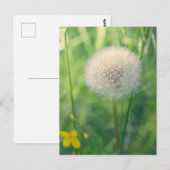 Löwenzahn im Grün mit weichem Sommerlicht Postkarte (Vorne/Hinten)