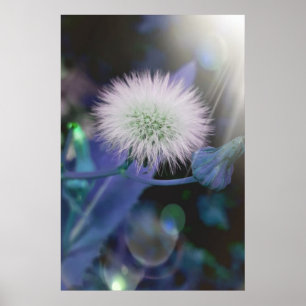 Löwenzahn im Sonnenschein, blaue Ausgabe Poster