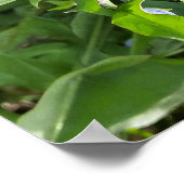 Löwenzahn in der Nähe des Felsens Poster (Ecke)