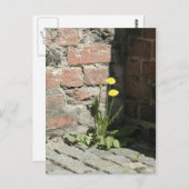 Löwenzahn in der Sonne. Postkarte (Vorne/Hinten)