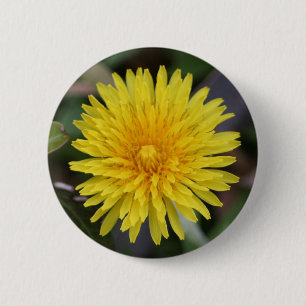 Löwenzahn-Knopf Button