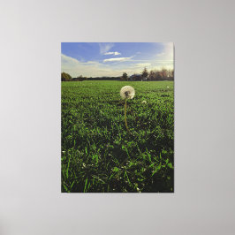 Löwenzahn Leinwanddruck