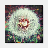 Löwenzahn Magnet (Vorne)