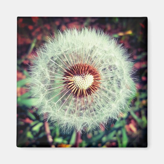 Löwenzahn Magnet (Vorne)