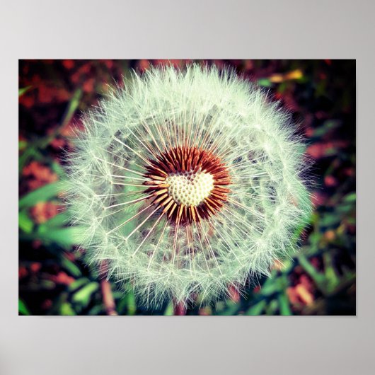 Löwenzahn Poster (Vorne)