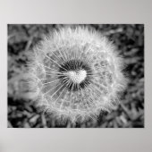 Löwenzahn Poster (Vorne)