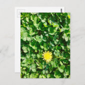 Löwenzahn Postkarte (Vorne/Hinten)