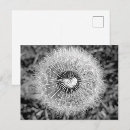 Löwenzahn Postkarte (Vorne/Hinten)