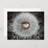Löwenzahn Postkarte (Vorne/Hinten)