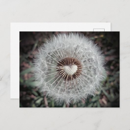 Löwenzahn Postkarte (Vorne/Hinten)