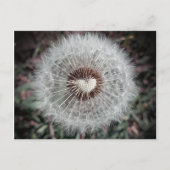 Löwenzahn Postkarte (Vorderseite)