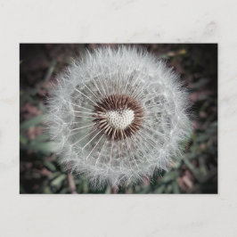 Löwenzahn Postkarte