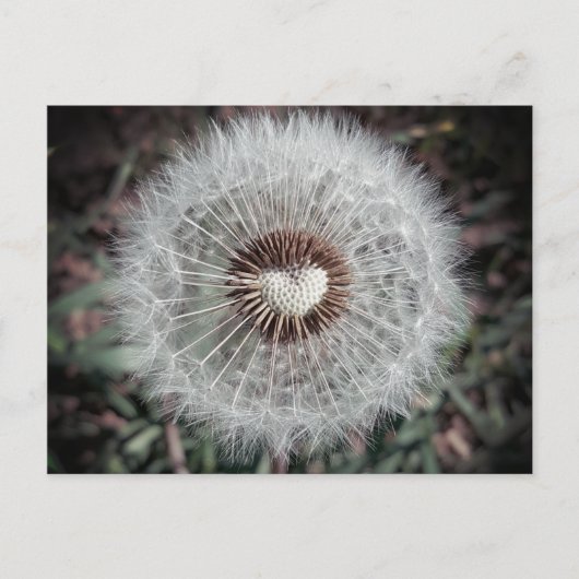 Löwenzahn Postkarte (Vorderseite)