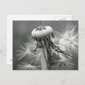 Löwenzahn Postkarte (Vorne/Hinten)
