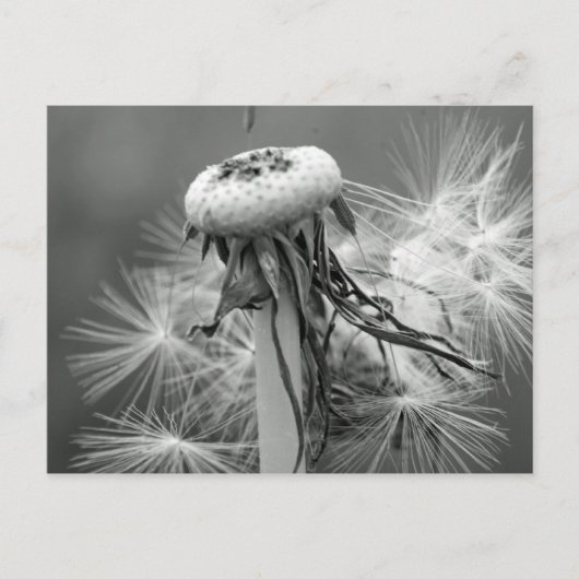 Löwenzahn Postkarte (Vorderseite)