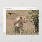 Löwenzahn Postkarte (Vorne/Hinten)